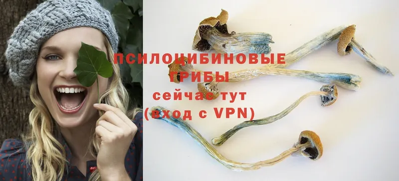 Галлюциногенные грибы Psilocybe  Гороховец 